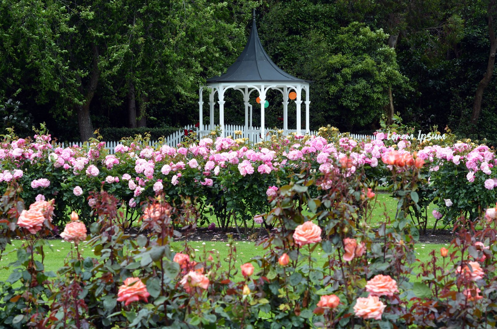 The Rose Garden of Palmerston North, North Island, New Zealand.